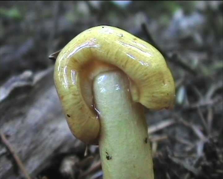 Winkel ( FRA ) 28.08.2004   2 Serie